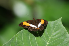 Adelpha cocala lorzae