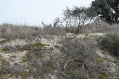 Adenocarpus complicatus