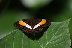 Adelpha cocala lorzae