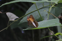 Adelpha cocala lorzae