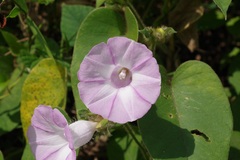 Argyreia capitiformis