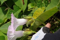 Argyreia capitiformis