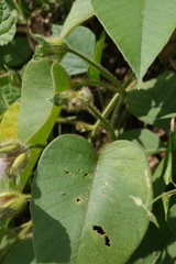 Argyreia capitiformis