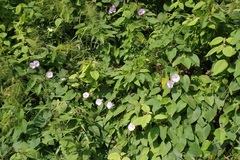 Argyreia capitiformis