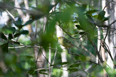 Vireo crassirostris