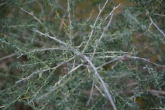 Adenocarpus complicatus