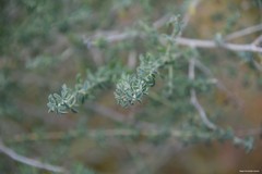 Adenocarpus complicatus