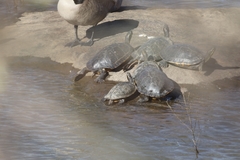 Pseudemys