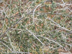 Adenocarpus complicatus