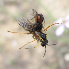 Tenthredo sebastiani