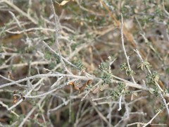 Adenocarpus complicatus