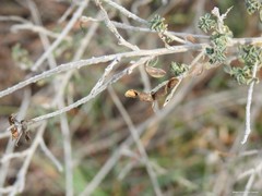 Adenocarpus complicatus