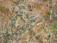 Adenocarpus complicatus