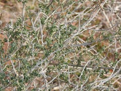 Adenocarpus complicatus