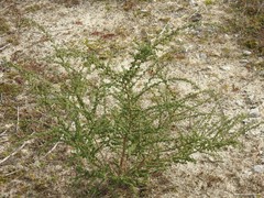 Adenocarpus complicatus