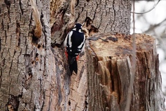 Dendrocopos major
