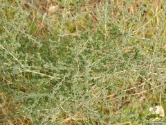 Adenocarpus complicatus