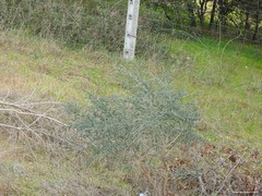 Adenocarpus complicatus