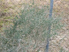 Adenocarpus complicatus