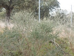 Adenocarpus complicatus