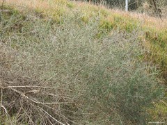 Adenocarpus complicatus