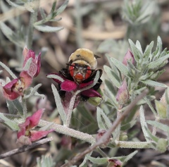 Centris caesalpiniae