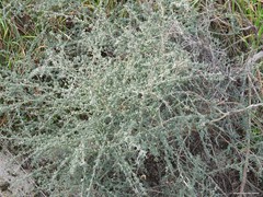 Adenocarpus complicatus