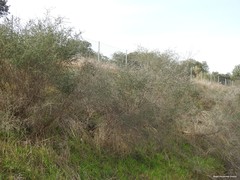 Adenocarpus complicatus