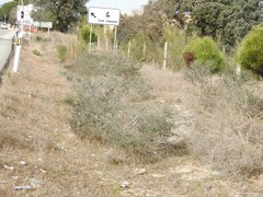 Adenocarpus complicatus