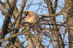 Garrulus glandarius