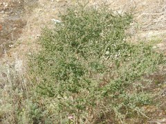 Adenocarpus complicatus