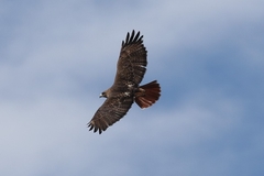 Buteo jamaicensis