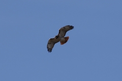 Buteo jamaicensis
