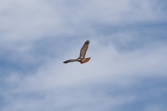 Buteo jamaicensis