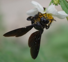 Colpacampsomeris indica