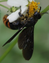 Colpacampsomeris indica