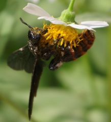 Colpacampsomeris indica