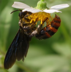 Colpacampsomeris indica