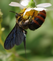 Colpacampsomeris indica