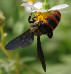 Colpacampsomeris indica