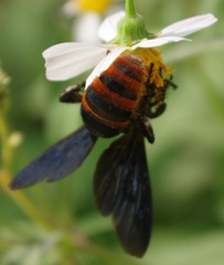 Colpacampsomeris indica