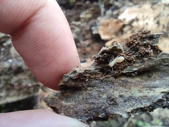 Reticulitermes lucifugus