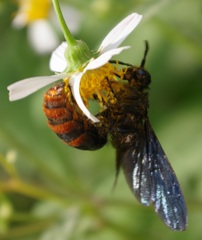 Colpacampsomeris indica