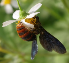 Colpacampsomeris indica