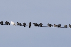 Columba livia domestica