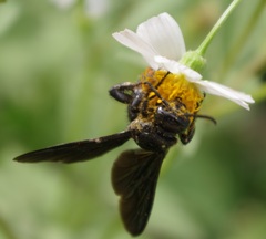 Colpacampsomeris indica