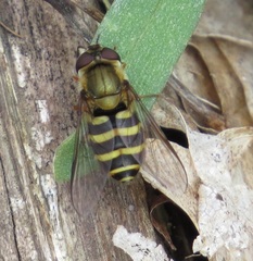 Syrphus torvus