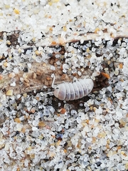 Armadillidium album