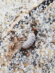 Armadillidium album