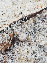 Armadillidium album